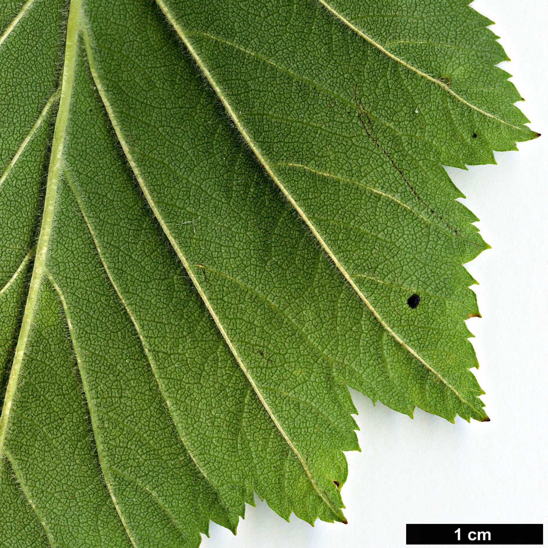 High resolution image: Family: Rosaceae - Genus: Crataegus - Taxon: coccinea - SpeciesSub: var. fulleriana